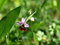 36_Ophrys bourdon
